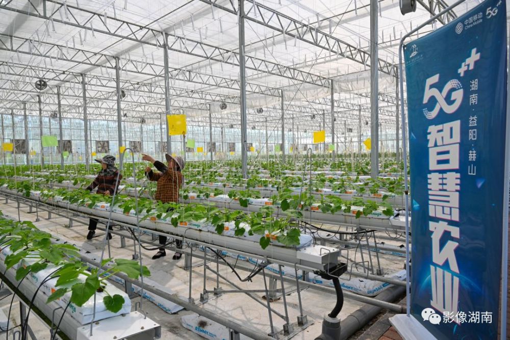 744月11日,益陽市赫山區(qū)泉交河鎮(zhèn)"竹泉山智慧農(nóng)業(yè)第一村",技術(shù)人員