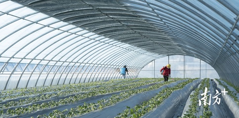 廣州冬糧作物面積瞄準(zhǔn)3.15萬畝,已制定任務(wù)分解表