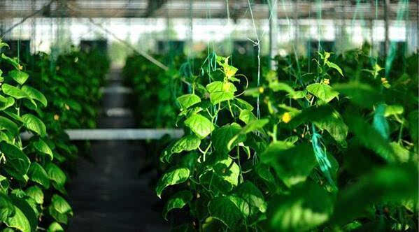 傳統農業面臨挑戰現代農業綜合體重要性凸顯