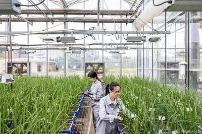 新科技助力打造"全能稻"