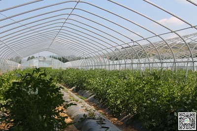 【大查大比進行時】楊家寺鎮:打造現代農業示范園區(圖)--天水在線