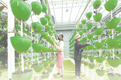 綠色農產品爭上長三角&ldquo;餐桌&rdquo;