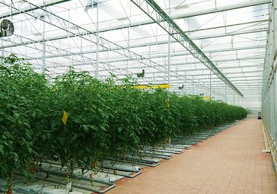 科技賦能農(nóng)業(yè)新篇 廣東河源弘稼農(nóng)業(yè)引進(jìn)熊蜂，創(chuàng)新番茄授粉模式